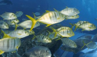 Golden Trevally 1